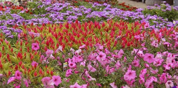 Bee Friendly Flowers for you garden spring flowers