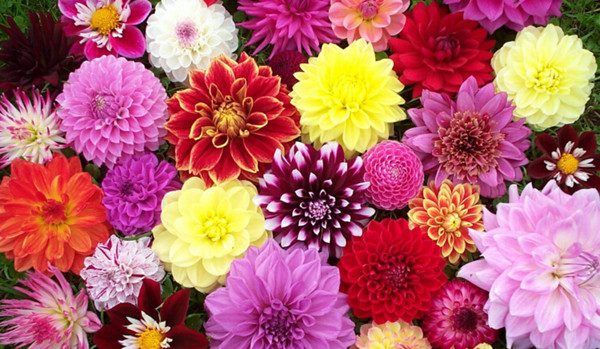 Bee Friendly Flowers for your garden Summer flowers