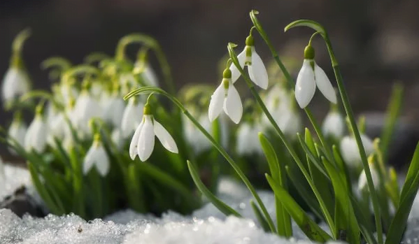 Bee Friendly flowers for your garden winter flowers
