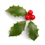 Holly leaves