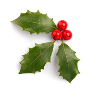 Holly leaves