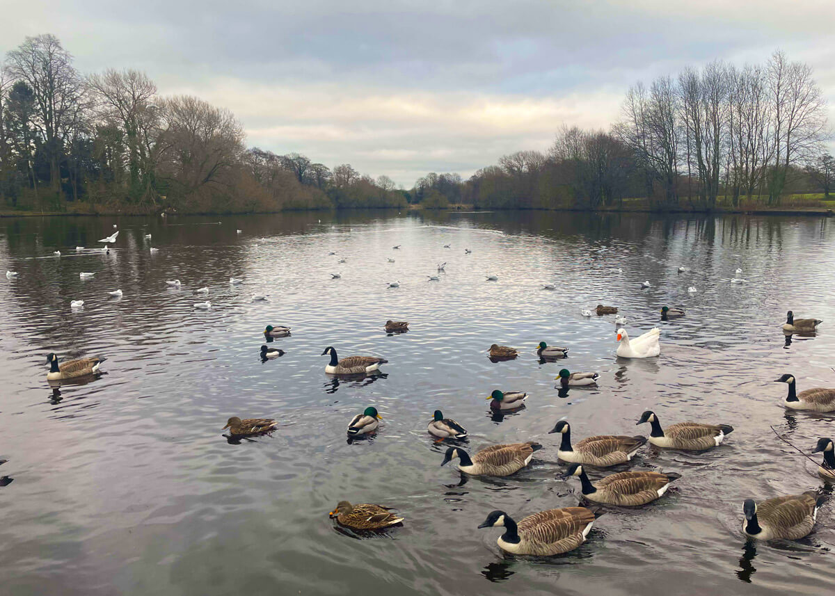 Astbury Gardens Coming Soon Seddon Homes